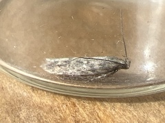 Scrobipalpa ocellatella