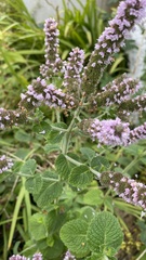 Mentha suaveolens