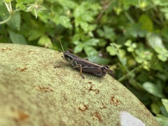 Melanoplus sanguinipes