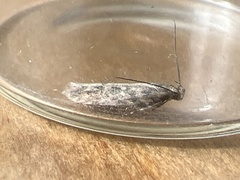 Scrobipalpa ocellatella