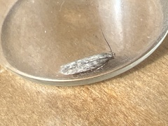 Scrobipalpa ocellatella