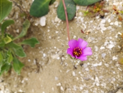 Cistanthe longiscapa