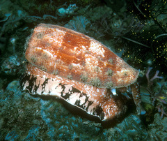 Conus geographus