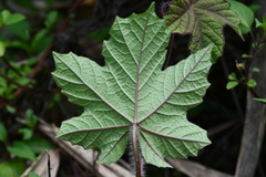 Camonea vitifolia