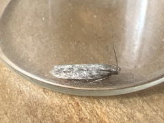 Scrobipalpa ocellatella