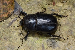 Trichogomphus mongol