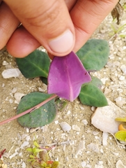 Cistanthe longiscapa