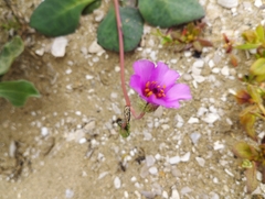 Cistanthe longiscapa