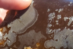 Membranipora membranacea