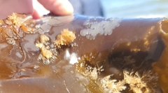 Membranipora membranacea