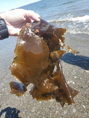 Membranipora membranacea