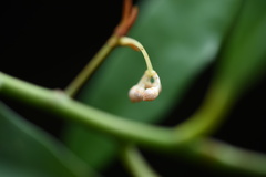 Ardisia quinquegona