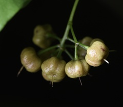 Ardisia quinquegona