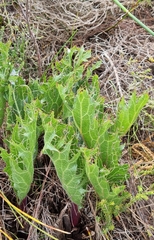Lichtensteinia lacera