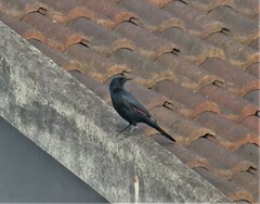 Onychognathus morio morio