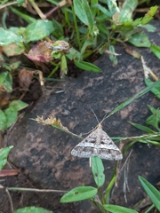 Isturgia disputaria