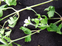 Geranium nepalense