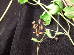 Geranium nepalense