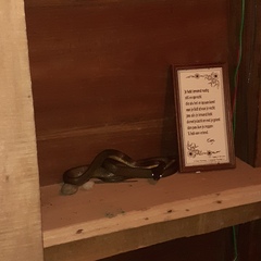 Phrynonax poecilonotus