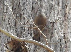 Climacteris picumnus