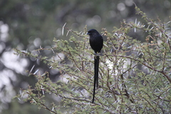 Lanius melanoleucus melanoleucus