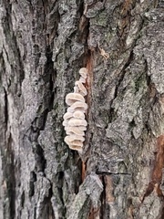 Rigidoporus populinus