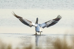 Pelecanus crispus