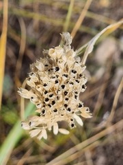 Allium paniculatum