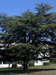 Cedrus