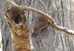 Climacteris picumnus