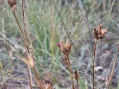 Dianthus borbasii