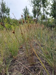 Dianthus borbasii