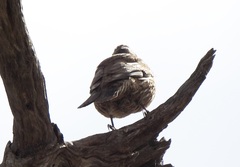 Climacteris picumnus