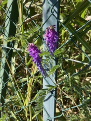 Vicia villosa