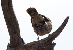 Climacteris picumnus