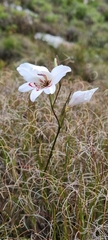 Gladiolus debilis