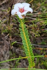 Adenandra uniflora