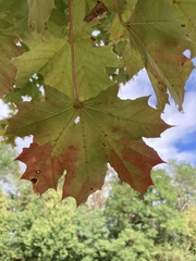 Acer platanoides