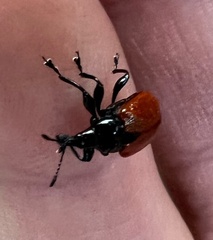Attelabidae