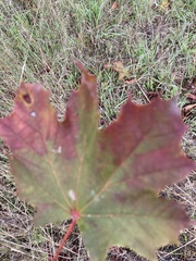 Acer platanoides