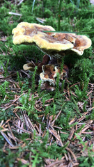 Phaeolus schweinitzii