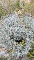 Syncarpha gnaphaloides