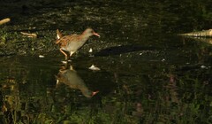 Rallus aquaticus