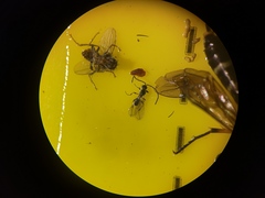 Diapriinae