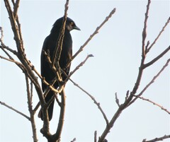 Notopholia corusca