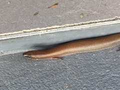 Glaphyromorphus punctulatus