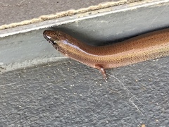 Glaphyromorphus punctulatus