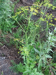 Pastinaca sativa sylvestris