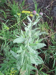 Cirsium arvense vestitum