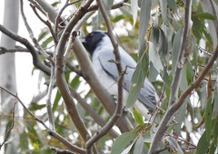 Coracina novaehollandiae